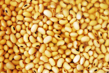 soy beans
