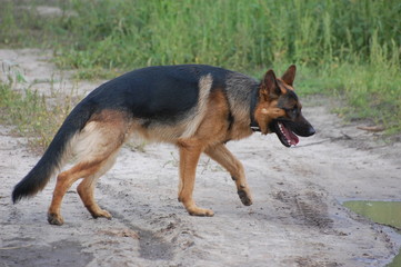 German Shepard Dog