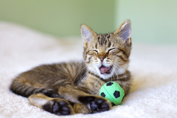 Small Kitty © maksymowicz