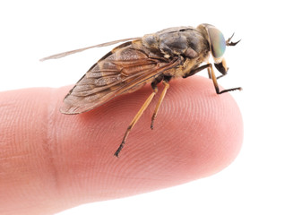 Live horsefly sitting on finger isolated on white