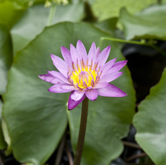 Obraz premium pink lotus