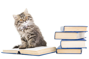 persian kitten reading books on isolated white - 44736448