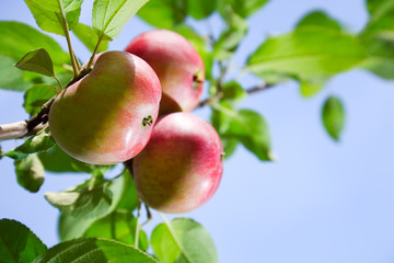 Red apples on an apple-tree branch in the garden