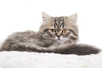 Lovely persian kitten lying on white shawl