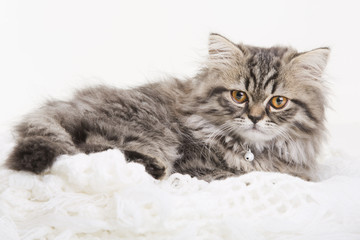 Lovely persian kitten lying on white shawl