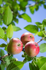 Obraz premium Red apples on an apple-tree branch in the garden