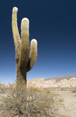 Saguaro Cactus - obrazy, fototapety, plakaty