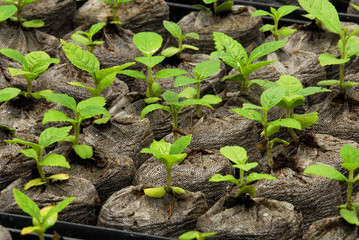 Teak plants