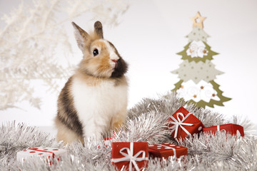  Bunny with Christmas 