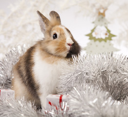 Christmas bunny
