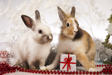  Rabbit, bunny Christmas