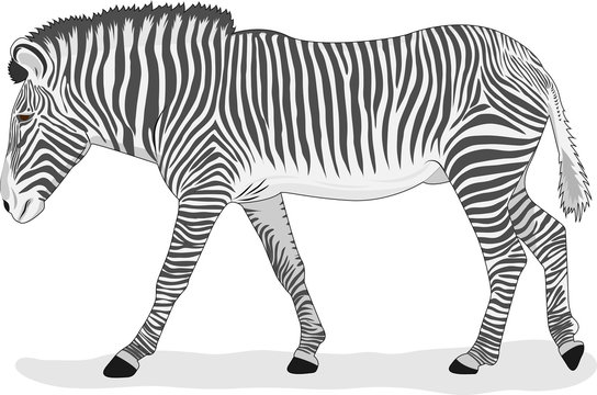Going zebra on a white background