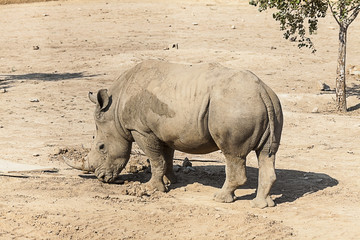 Obraz premium rhinoceros