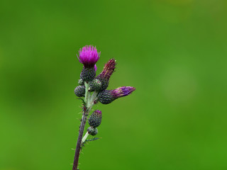 Distel