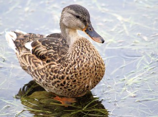 Young Mallard Duck  - standing in water weeds along lake shore