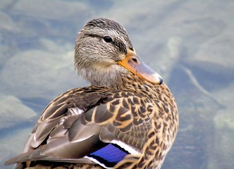 Mallard Duck Female - rocks under water in background