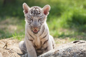 white tiger