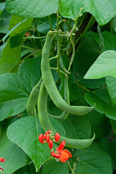 Feuerbohnen - Phaseolus coccineus