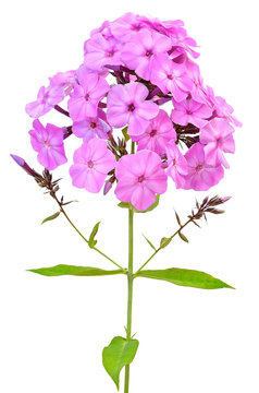 Pink phlox