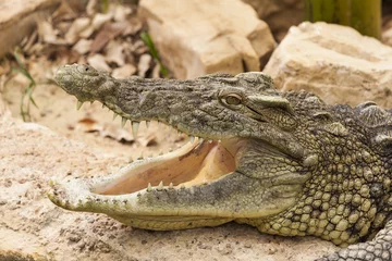Photo sur Plexiglas Crocodile crocodile