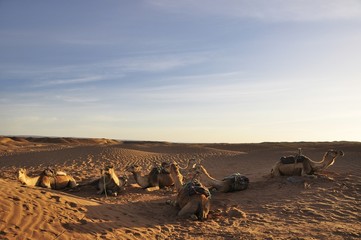 Lagerplatz in der Wüste
