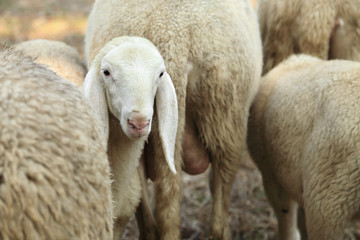 Naklejka na ściany i meble lambin herd of sheep