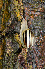 white-lipped snail climbs tree