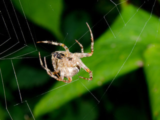 cross spider weaving new orbweb
