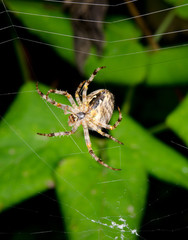 female cross spider builds new web