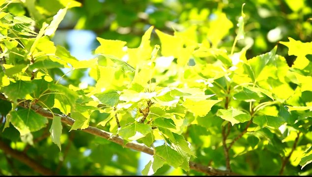 Beautiful green leaves and bright sun over blurred background