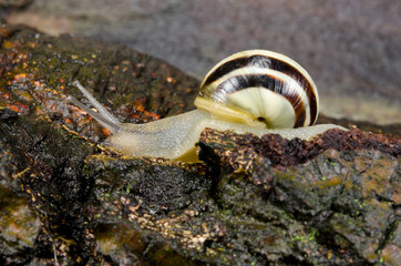 snail wandering over bark