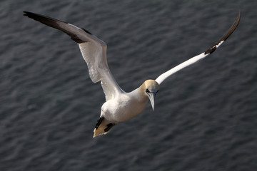 Basstölpel am Vogelfelsen auf Helgoland