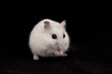 little hamster eats.