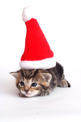 Babykatze mit Weihnachtsmütze