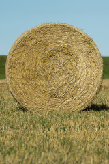 Round bale of hay in the field