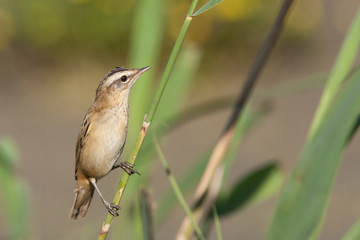 Sedge Warbler (Acrocephalus schoenobaenus)