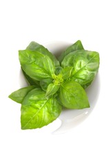 Basil over white