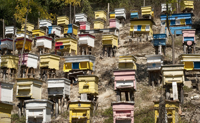 Traditional wooden colored beehives on mountain forest slope