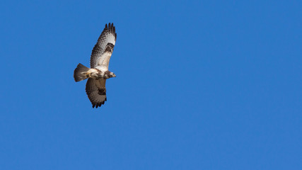 Buzzard in flight