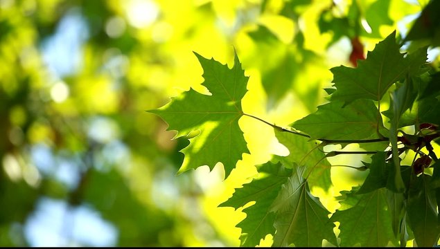 Beautiful green leaves and bright sun over blurred background
