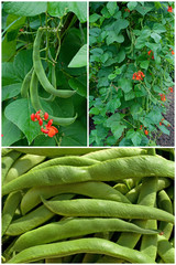 Feuerbohnen - Phaseolus coccineus
