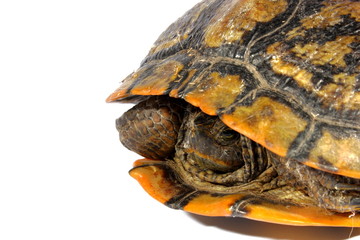Western Chicken Turtle