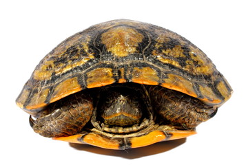 Western Chicken Turtle