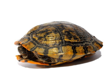 Western Chicken Turtle