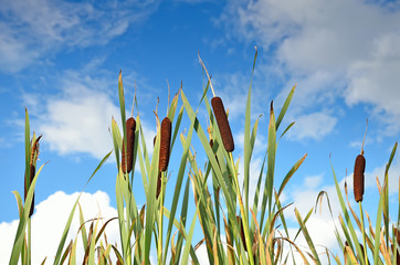Reeds © voltan