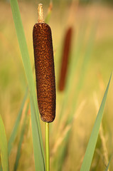 Close up reed