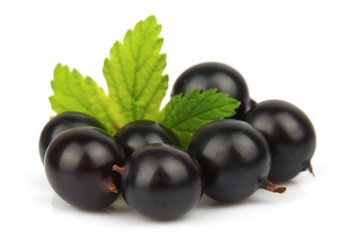 black currant