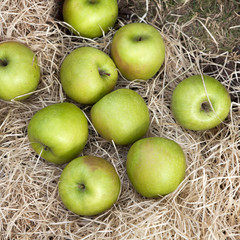 fresh green apples in the hay in the garden