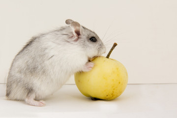 little hamster eats an apple.