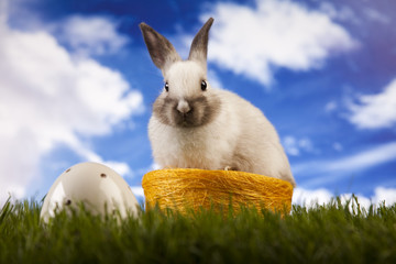 Spring baby bunny and green grass